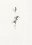 Echter Roseneibisch (aus der Serie „Herbarium“), 2019 

Aquarellfarbe und Bleistift auf Papier, 26,9 x 19 cm, gerahmt 
rückseitig signiert und datiert 

AUSRUFPREIS: 900.-