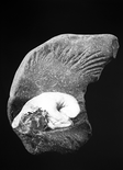 Fossil (aus der Serie 'Vanitas Vanitatum'), 2024

Fotomontage, analoge Fotografie, Silbergelatineprint auf Baryt, 42 x 30 cm, Künstlerrahmung ohne Glas
3 + 2 AP, rückseitig signiert und beschriftet

Ausrufpreis: 650,-